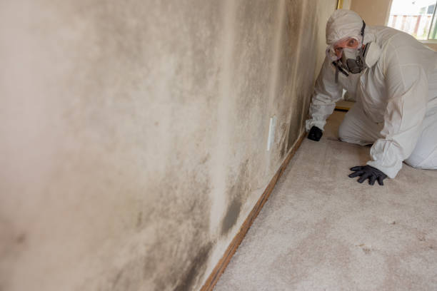 Best Biohazard Mold Removal  in USA